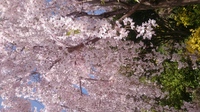 2019.4.9桜1.JPG