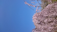 2019.4.9桜2.JPG